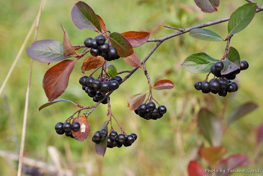 Alternative view of Aronia m. Autumn Magic (Autumn Magic Chokeberry)
