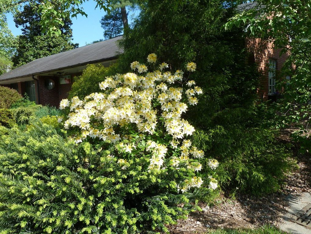 Azalea Exbury 'Northern Hi-Lights' (Northern Hi-Lights Azalea)