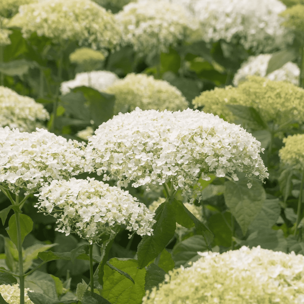 Alternative view of Hydrangea arborescens 'Smhamwm' (Seaside Serenade Bar Harbor Hydrangea)