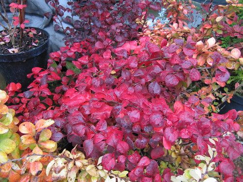 Berberis thunbergii 'Orange Rocket' ( Orange Rocket Barberry)
