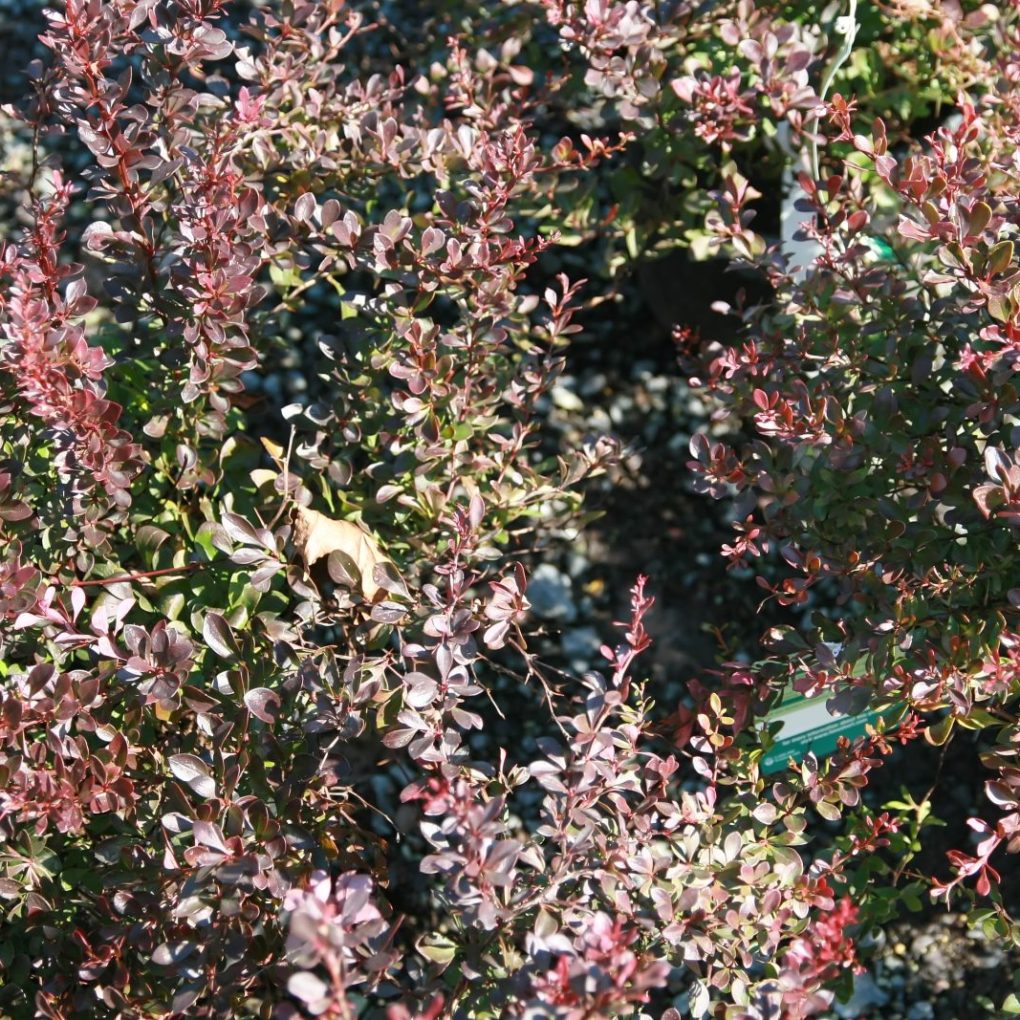 Berberis thunbergii 'Crimson Pygmy' (Crimson Pygmy Barberry)