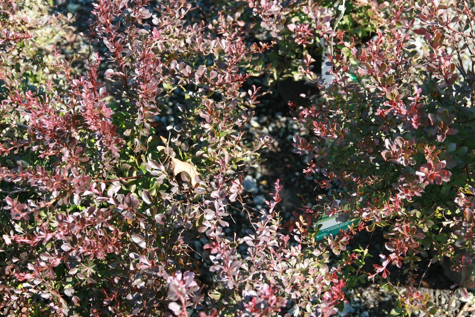 Berberis thunbergii 'Crimson Pygmy' (Crimson Pygmy Barberry)