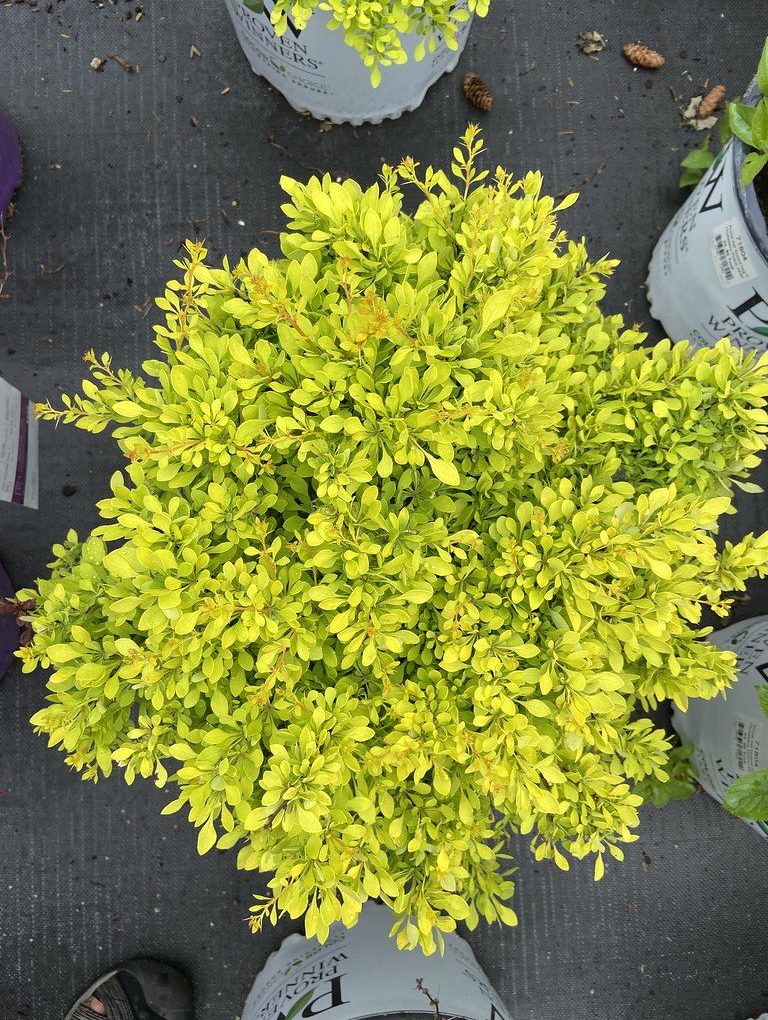 Berberis thunbergii SUNJOY 'Citrus'® Barberry