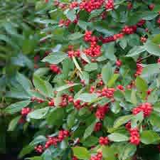 Alternative view of Ilex verticillata 'Spravy' (Berry Heavy Holly)