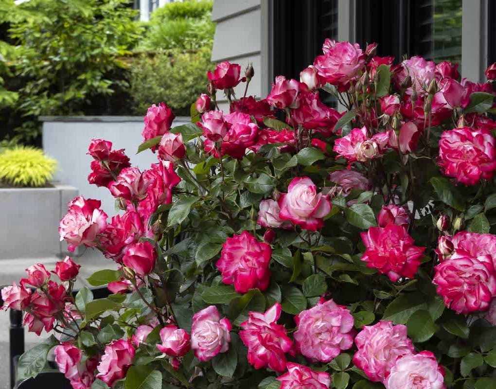Rosa 'Meiryezza' (Grace N' Grit Pink Bicolor Shrub Rose)