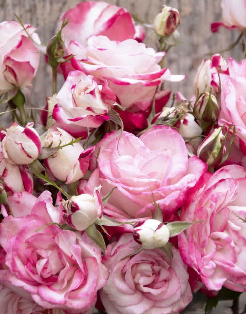 Alternative view of Rosa 'Meiryezza' (Grace N' Grit Pink Bicolor Shrub Rose)