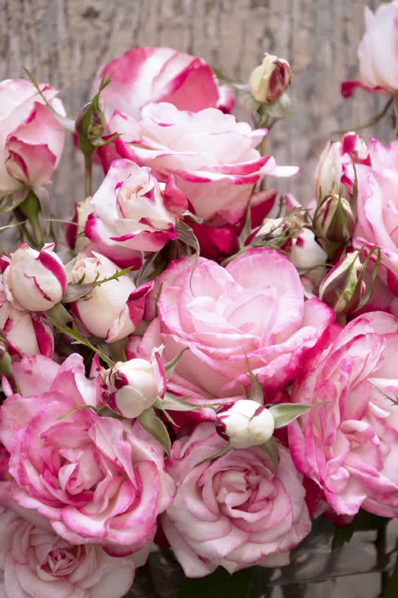 Rosa 'Meiryezza' (Grace N' Grit Pink Bicolor Shrub Rose) - Image 2