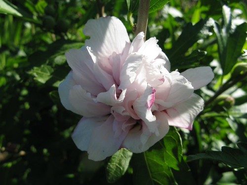 Hibiscus syriacus 'Blushing Bride' (Blushing Bride Rose of Sharon)
