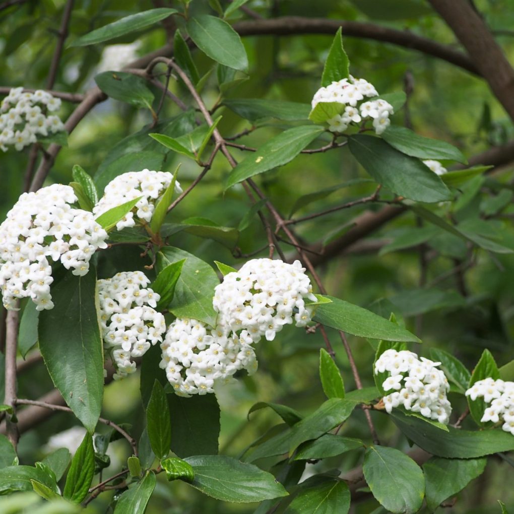 Viburnum x buarkwoodii (Burkwood Viburnum)
