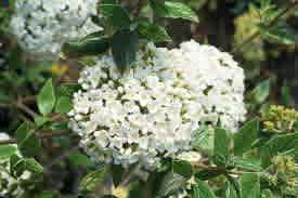 Viburnum x buarkwoodii (Burkwood Viburnum) - Image 5