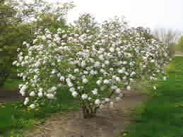Viburnum x buarkwoodii (Burkwood Viburnum) - Image 4