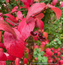 Viburnum x buarkwoodii (Burkwood Viburnum) - Image 3