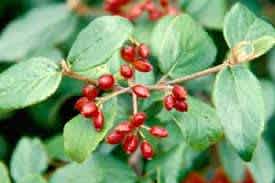 Viburnum x buarkwoodii (Burkwood Viburnum) - Image 2