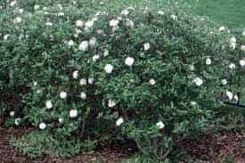 Viburnum x buarkwoodii (Burkwood Viburnum)