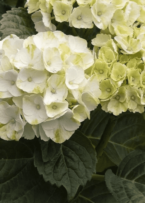 Hydrangea macrophylla 'Hortmablo' (Seaside Serenade Cape Lookout Hydrangea) - Image 5