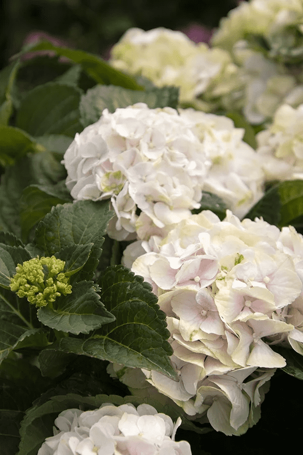 Hydrangea macrophylla 'Hortmablo' (Seaside Serenade Cape Lookout Hydrangea) - Image 4