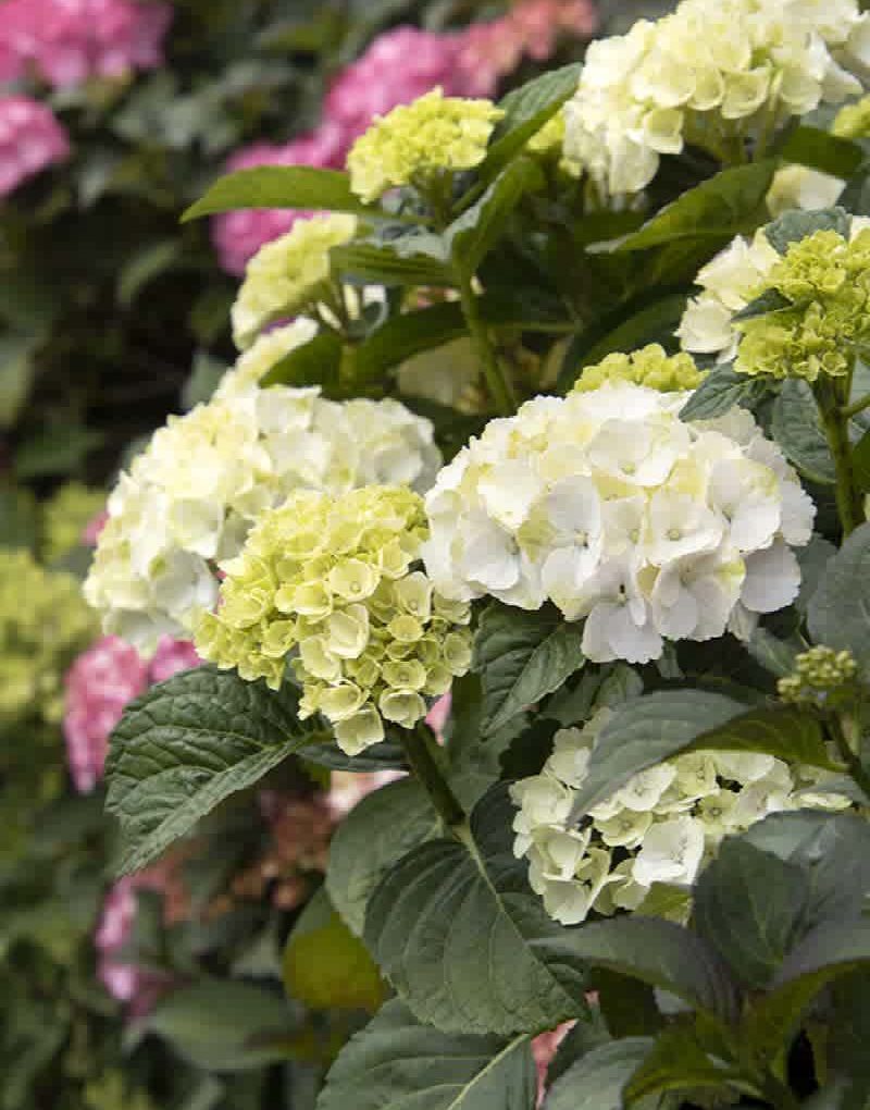 Hydrangea macrophylla 'Hortmablo' (Seaside Serenade Cape Lookout Hydrangea)