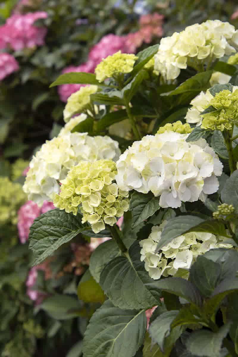 Hydrangea macrophylla 'Hortmablo' (Seaside Serenade Cape Lookout Hydrangea)