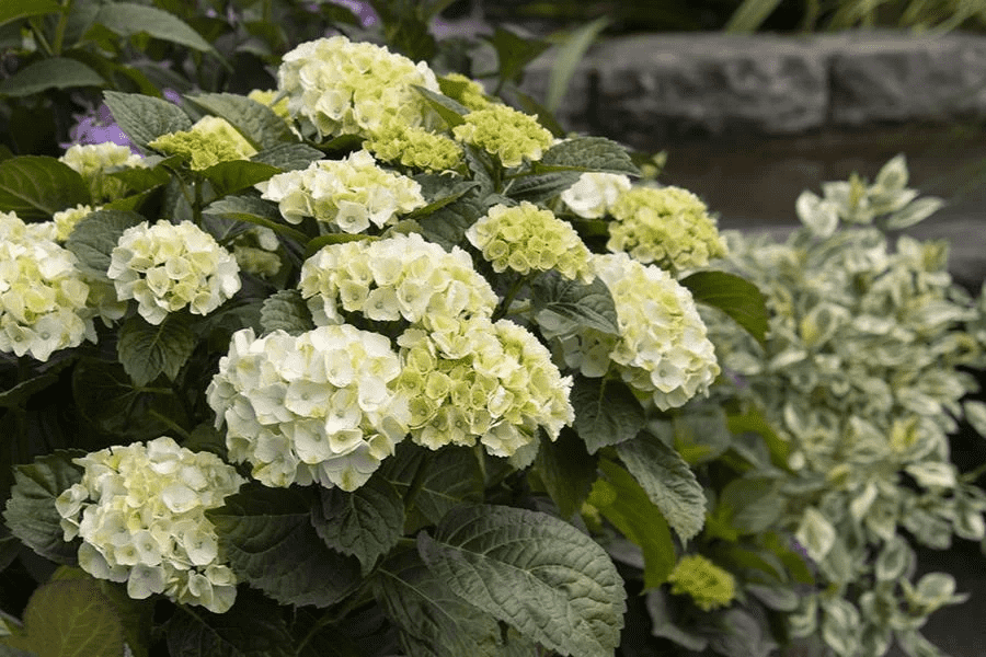 Hydrangea macrophylla 'Hortmablo' (Seaside Serenade Cape Lookout Hydrangea) - Image 3