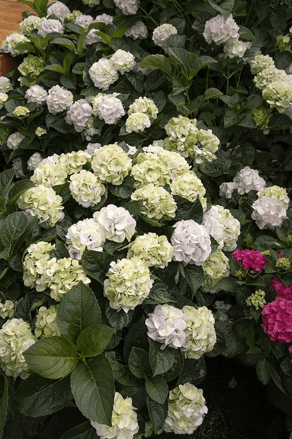 Alternative view of Hydrangea macrophylla 'Hortmablo' (Seaside Serenade Cape Lookout Hydrangea)
