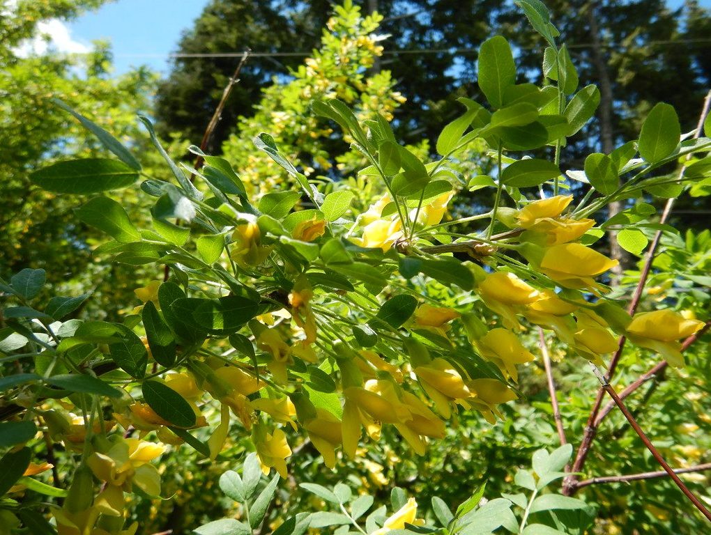 Caragana arborescens Siberian Peashrub