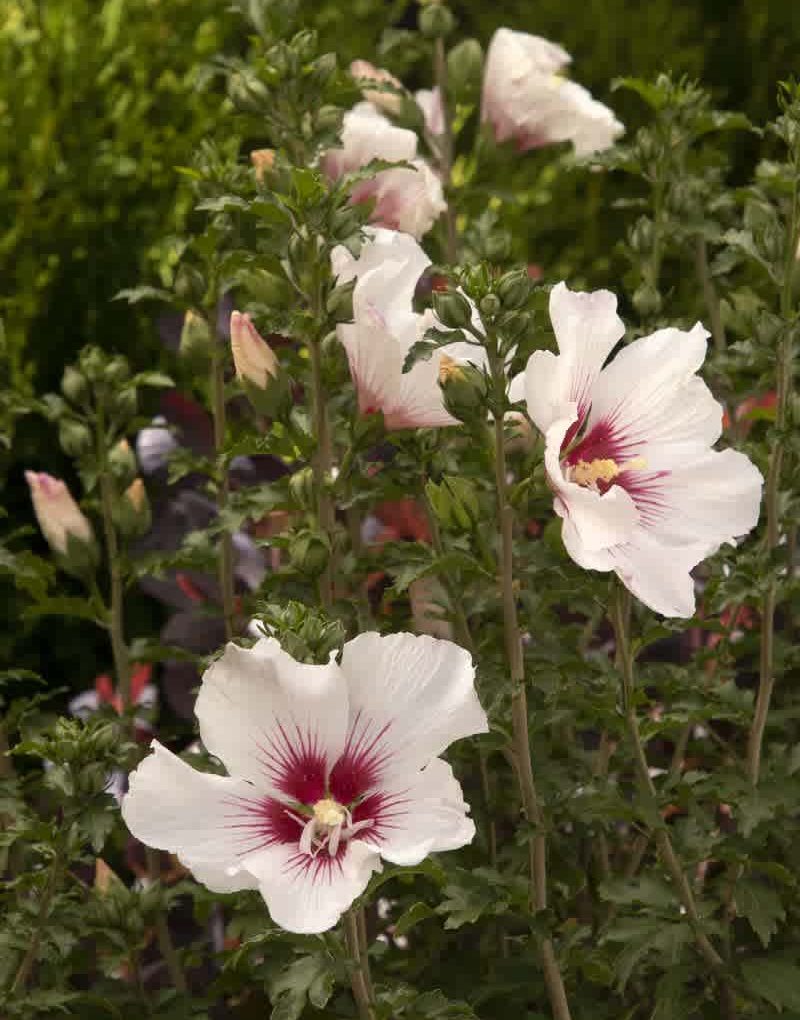 Alternative view of Hibiscus syriacus 'Minsymacwhi1' (Chateau de Chantilly Rose of Sharon)