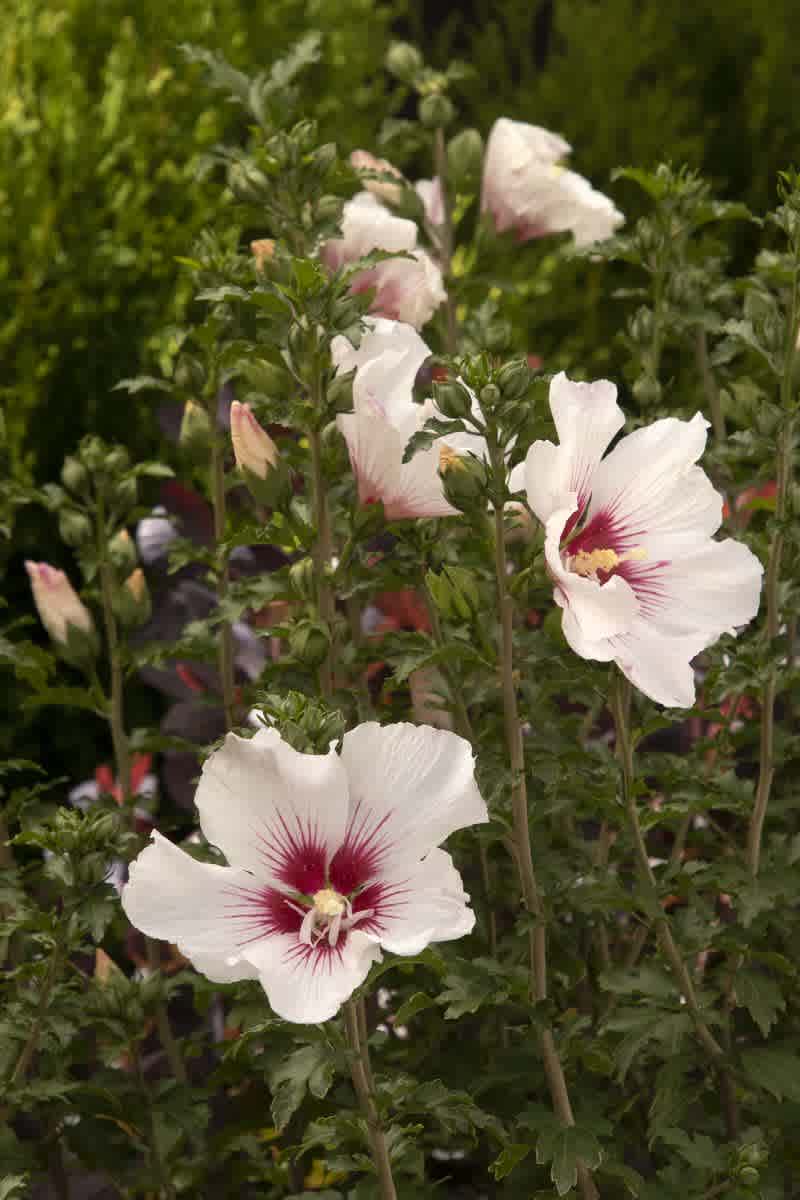 Hibiscus syriacus 'Minsymacwhi1' (Chateau de Chantilly Rose of Sharon) - Image 2