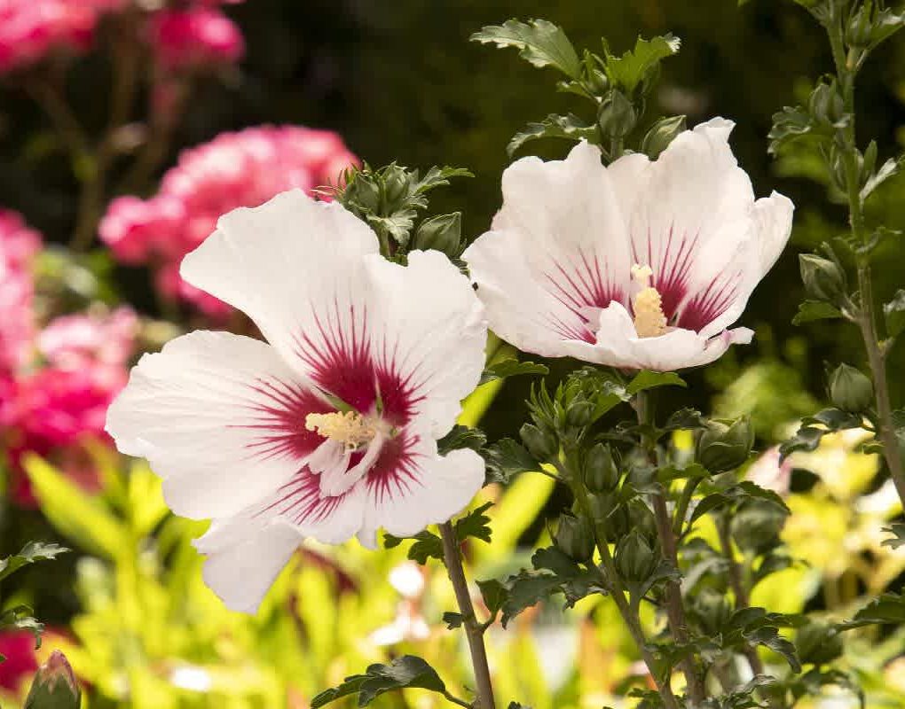Hibiscus syriacus 'Minsymacwhi1' (Chateau de Chantilly Rose of Sharon)