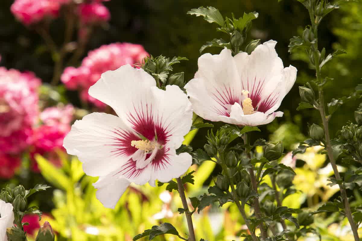 Hibiscus syriacus 'Minsymacwhi1' (Chateau de Chantilly Rose of Sharon)