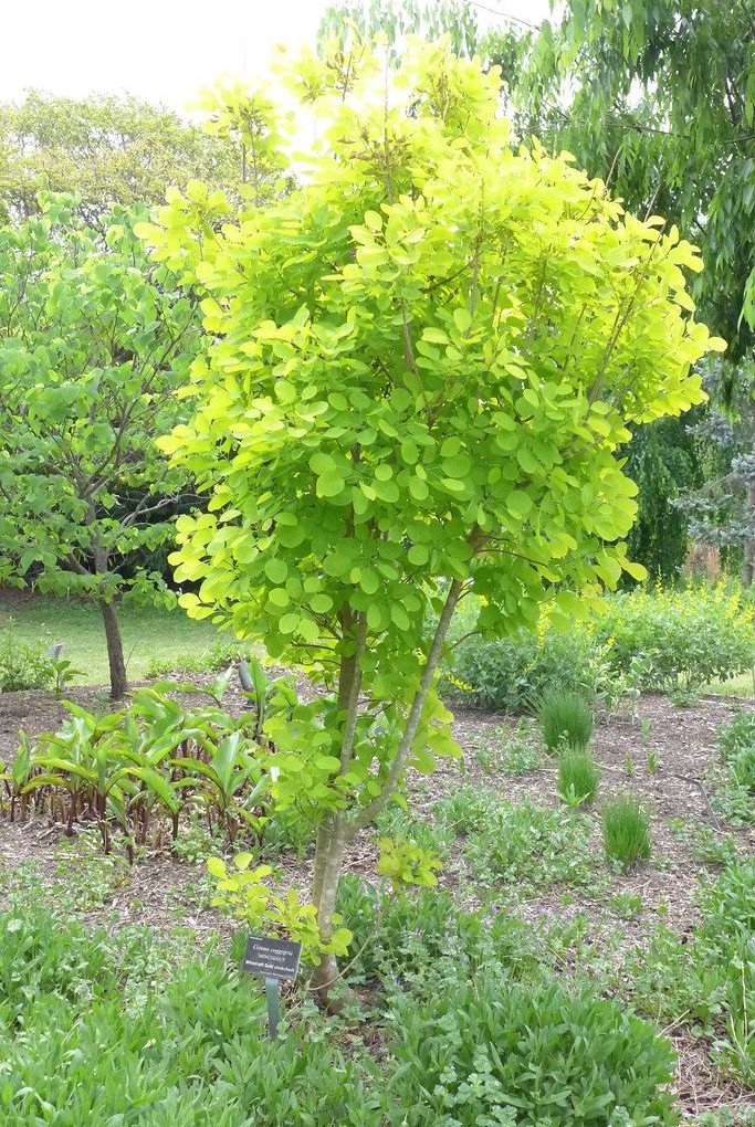 Cotinus coggygria Winecraft Gold (Winecraft Gold Smoke Bush)