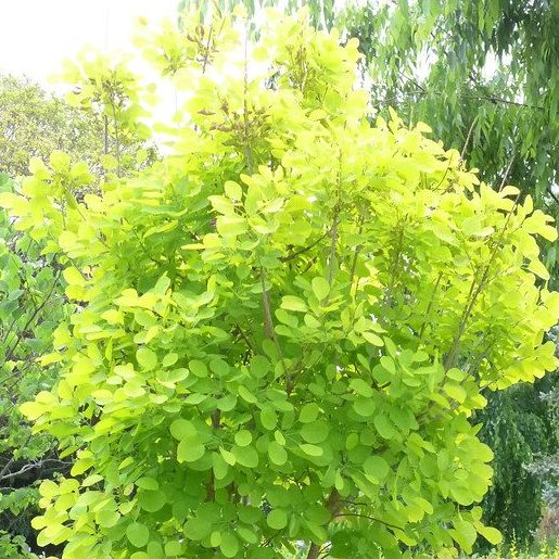 Cotinus coggygria Winecraft Gold (Winecraft Gold Smoke Bush)