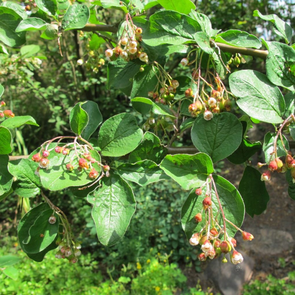 Cotoneaster acutifolia (Peking Cotoneaster)