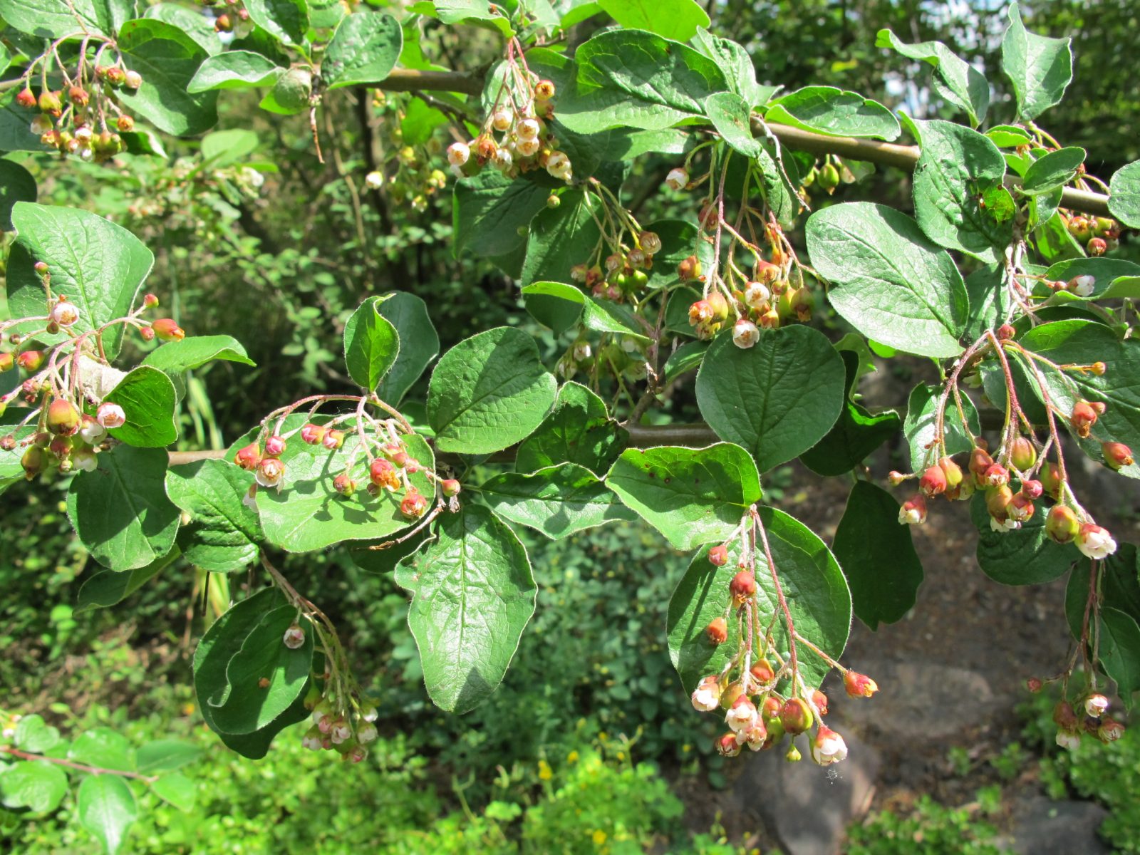 Cotoneaster acutifolia (Peking Cotoneaster)