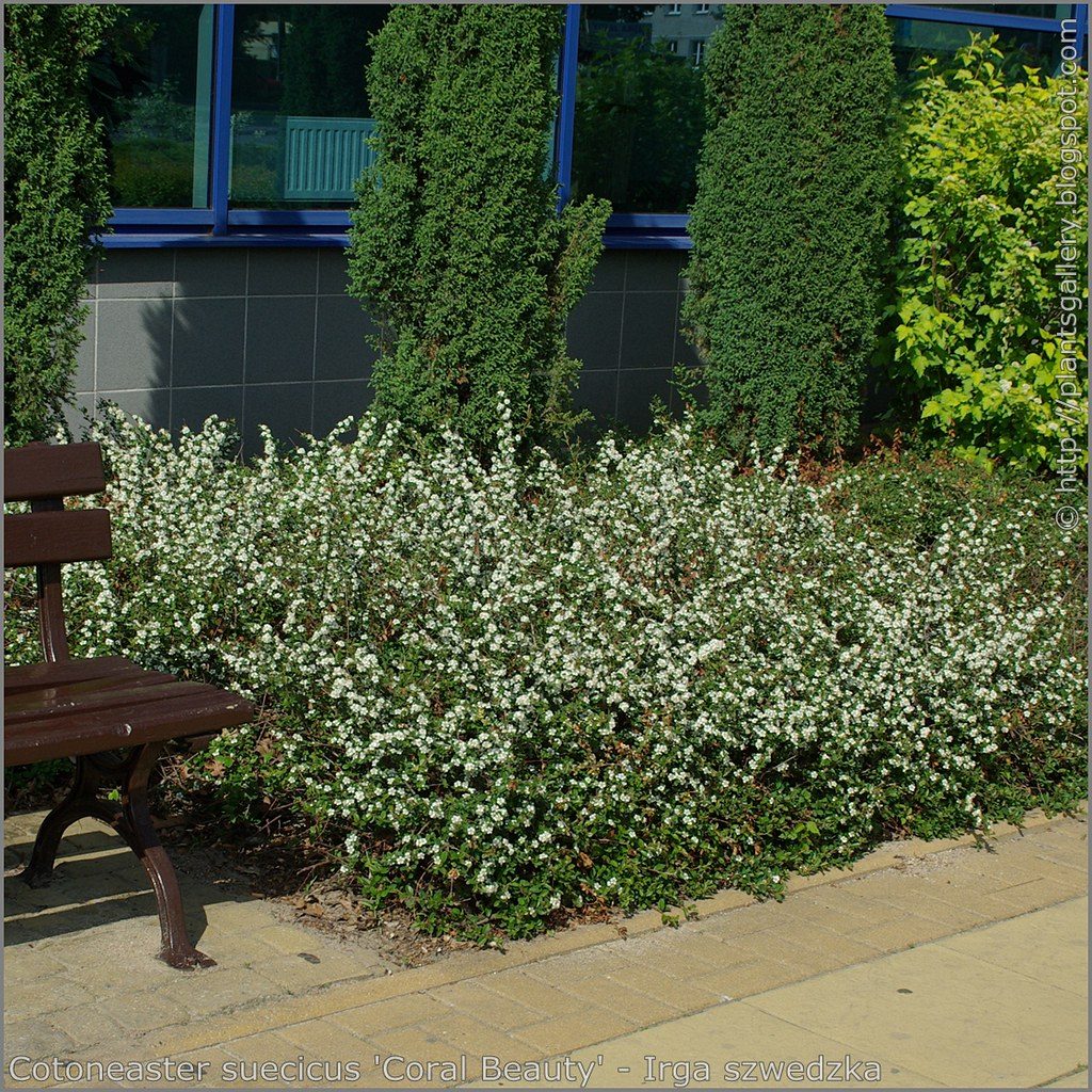 Cotoneaster d. Coral Beauty (Coral Beauty Cotoneaster)