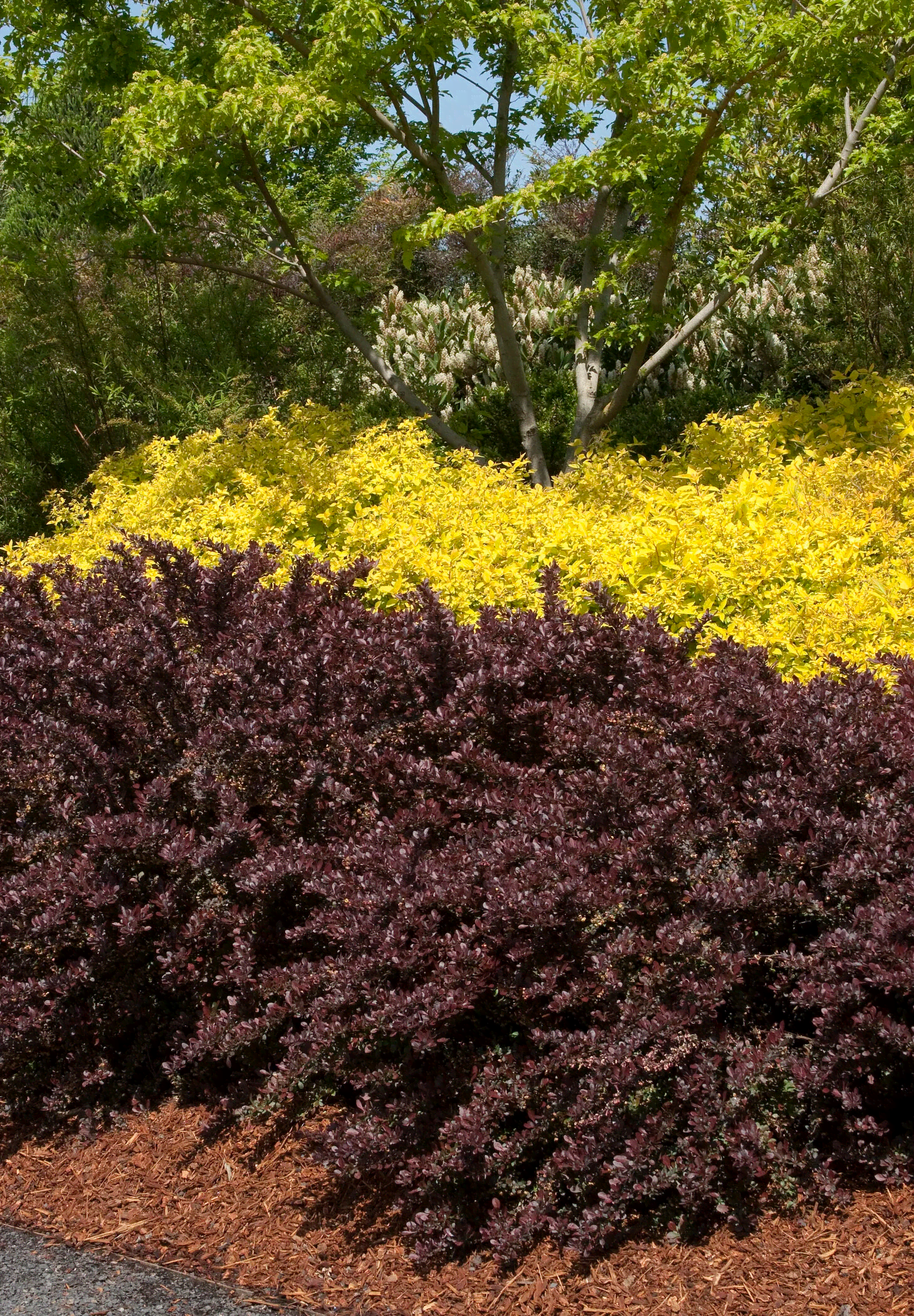 Berberis thunbergii 'Crimson Pygmy' (Crimson Pygmy Barberry) - Image 3