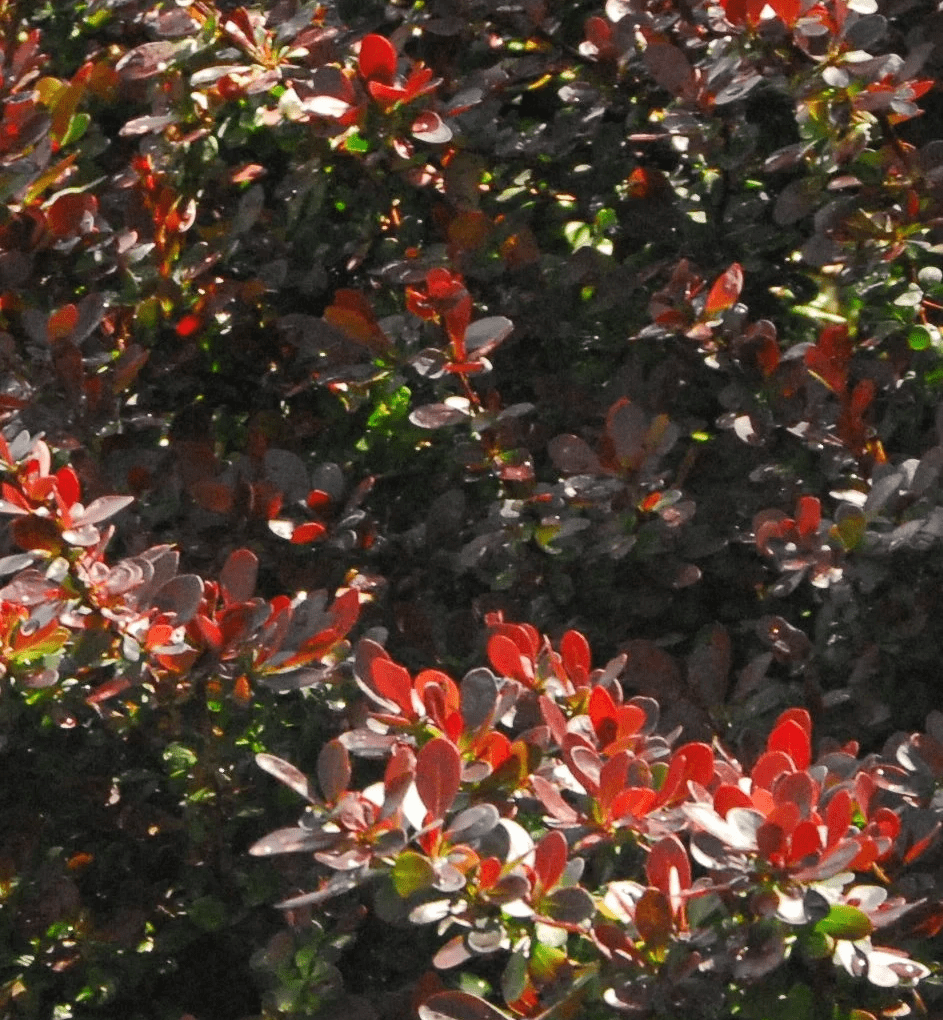 Alternative view of Berberis thunbergii 'Crimson Pygmy' (Crimson Pygmy Barberry)