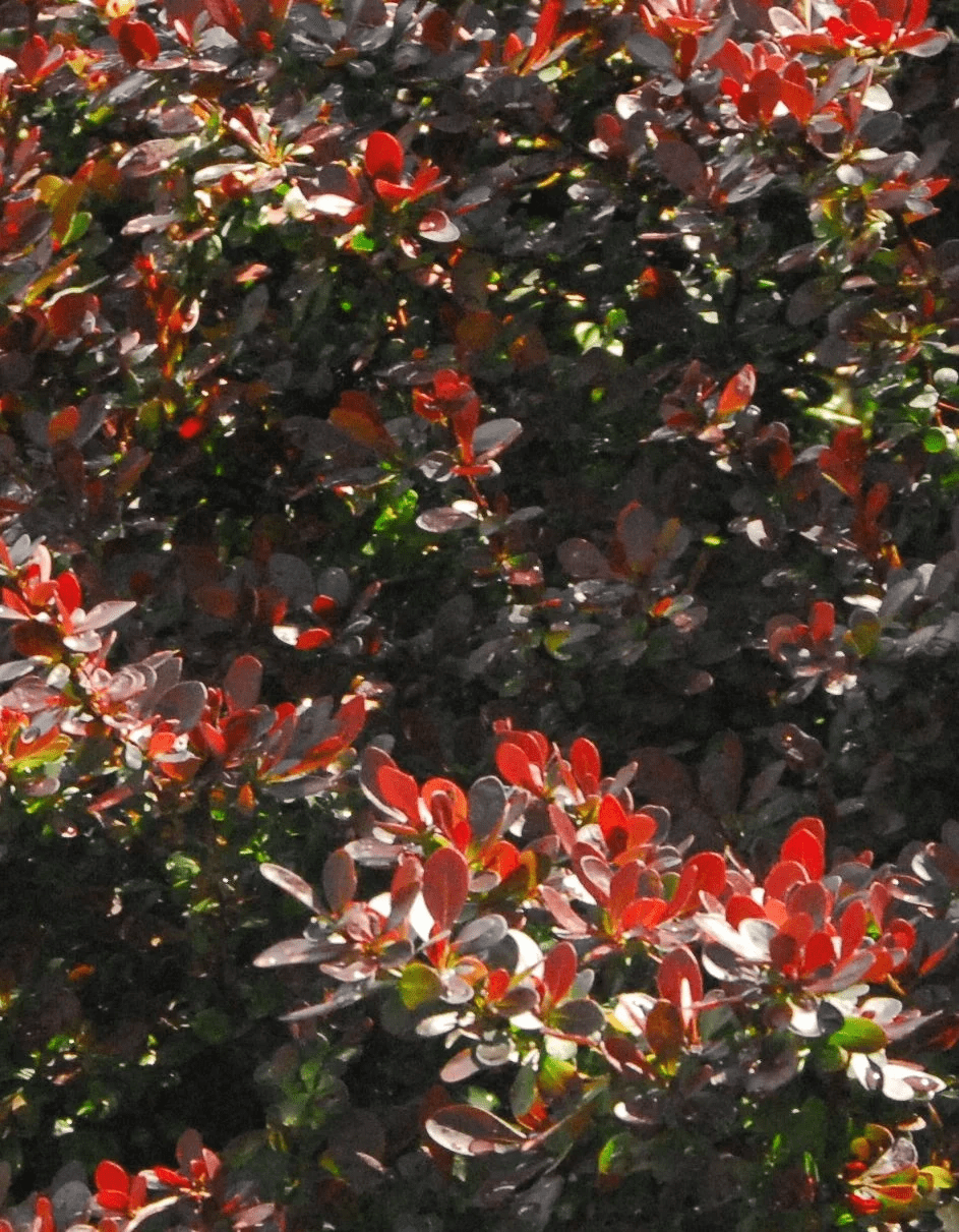 Berberis thunbergii 'Crimson Pygmy' (Crimson Pygmy Barberry) - Image 2
