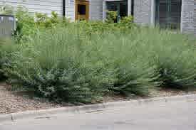 Salix purpurea 'Nana' (Dwarf Blue Arctic Willow) - Image 3