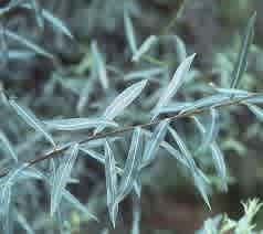 Salix purpurea 'Nana' (Dwarf Blue Arctic Willow) - Image 2