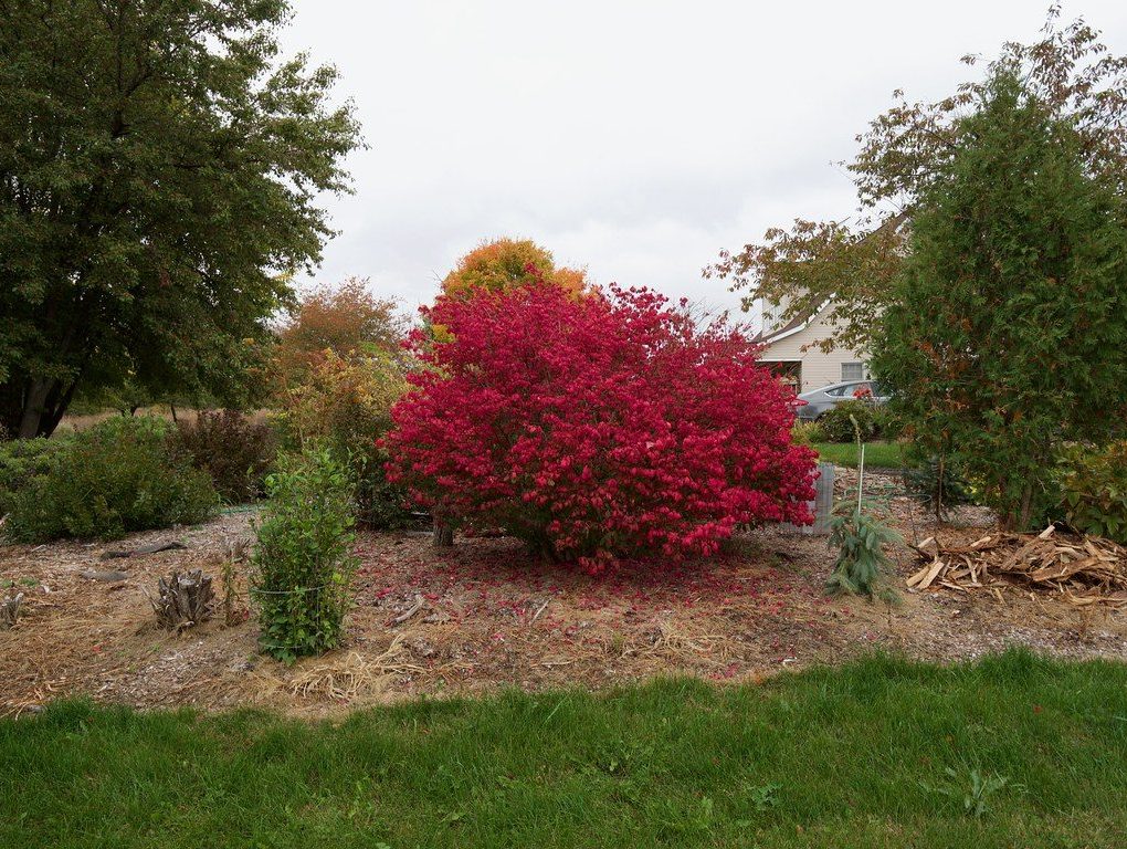 Euonymus alatus compacta (Compact Burning Bush)