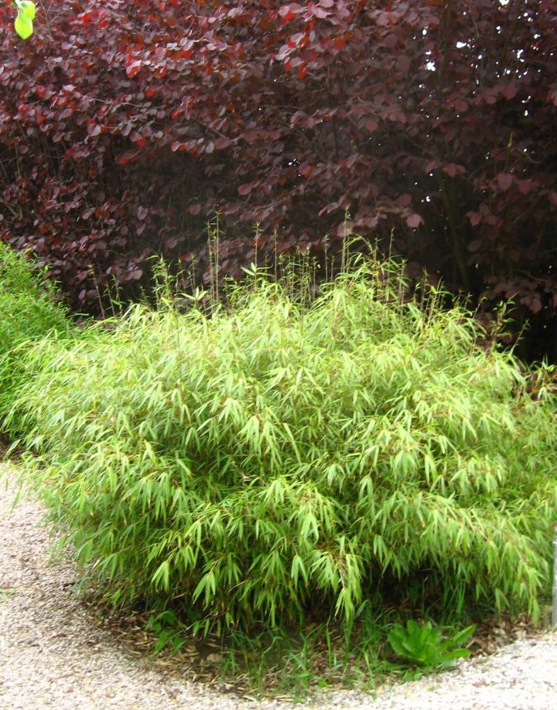 Fargesia rufa (Sunset Glow Clumping Bamboo)
