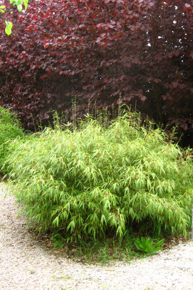 Fargesia rufa (Sunset Glow Clumping Bamboo)
