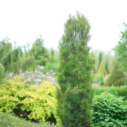 Rhamnus frangula 'Ron Williams' (Fine Line Buckthorn)