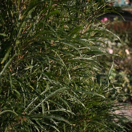Alternative view of Rhamnus frangula 'Ron Williams' (Fine Line Buckthorn)