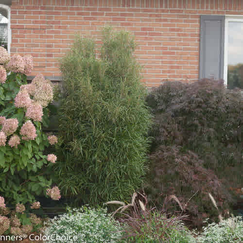 Alternative view of Rhamnus frangula 'Ron Williams' (Fine Line Buckthorn)