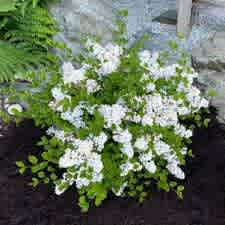 Alternative view of Syringa meyeri 'Anny200810' (Flowerfesta White Lilac)