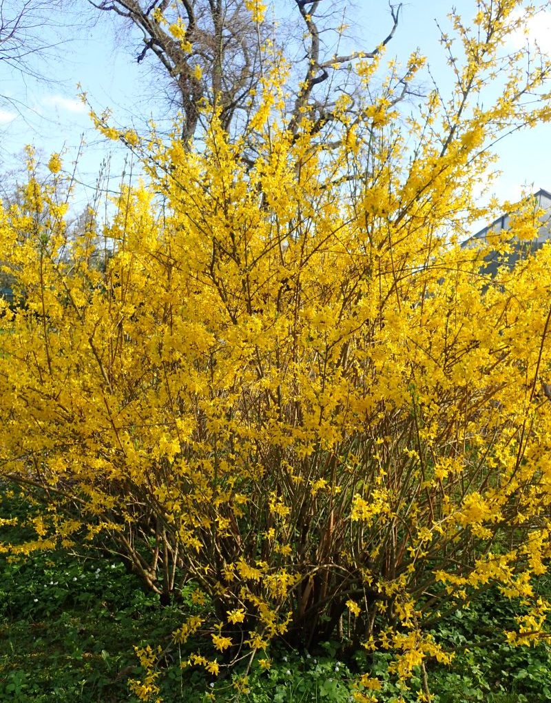 Forsythia i. Lynwood Gold (Lynwood Gold Forsythia)