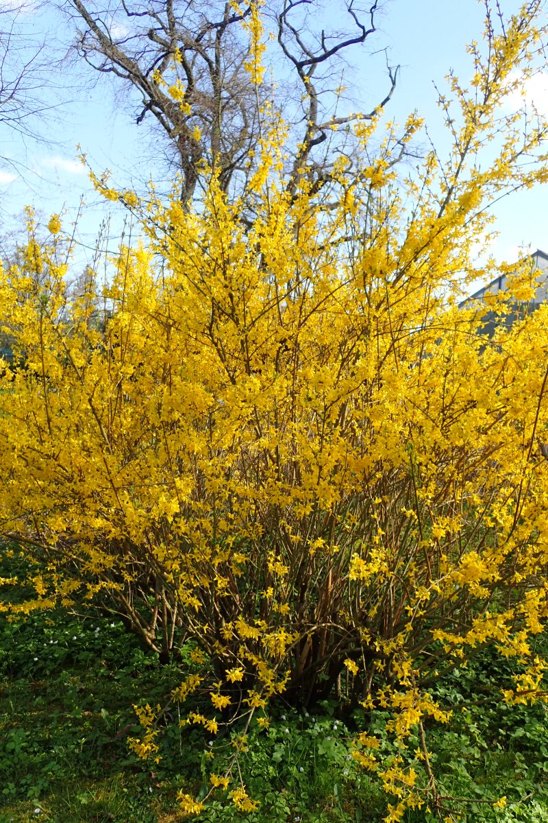 Forsythia i. Lynwood Gold (Lynwood Gold Forsythia)