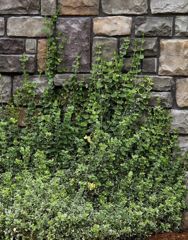 Euonymus fortunei 'Emerald Gaiety' (Emerald Gaiety Wintercreeper Euonymus)