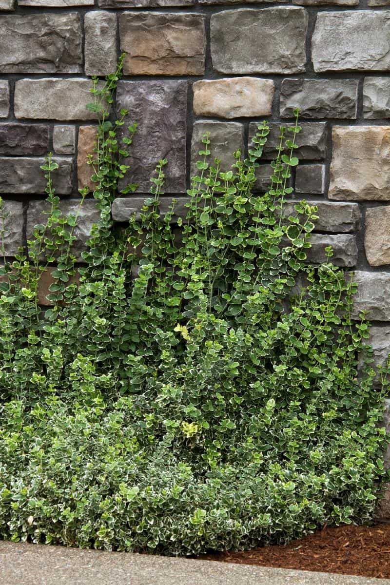 Euonymus fortunei 'Emerald Gaiety' (Emerald Gaiety Wintercreeper Euonymus)